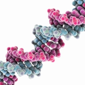 Double Helix Structure Drucke: Synthetic DNA molecule