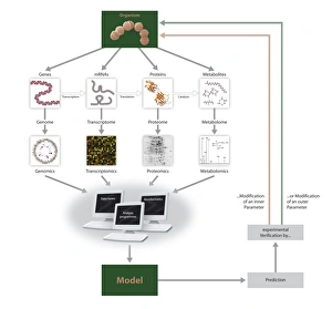 Drucke von Systemsbiologie. Flussdiagramm zur Darstellung verschiedener Biologiedisziplinen und deren Anwendung in der Modellierung lebender Organismen Bilder Datiert 2011 Juni: Systembiologie, Flussdiagramm