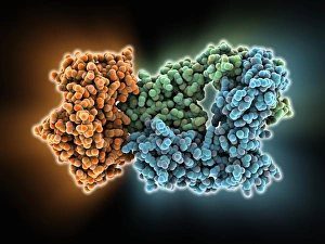 Staphylococcus Aureus Drucke: T-cell receptor bound to enterotoxin