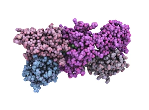 White Blood Cell Structure Drucke: T-cell receptor - MHC complex
