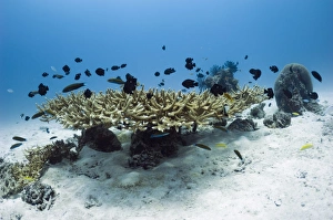 Marine Biodiversity Hotspot Drucke: Table coral