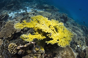 Tropical Ocean Photography Drucke: Table coral C014 / 2893