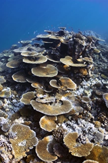 Tropical Ocean Photography Drucke: Table coral C014 / 2902
