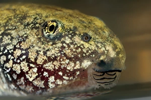 Bilder Datiert 28. März 2013: Tadpole