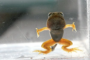 Drucke von Die Metamorphose des Tadpoles der Gemeinen Froschart (Rana temporaria). Dieser Tadpole befindet sich im Vierbeinstadium ( zwölf Wochen ) Bilder Datiert 2006 Februar: Metamorphose des Tadpoles