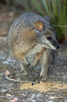 Australian Native Mammals Drucke: Tammar wallaby