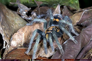 Arachnid Photography Drucke: Tarantula C014 / 0953