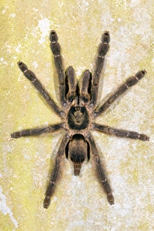 Yasuni National Park Animals Drucke: Tarantula C016 / 7767