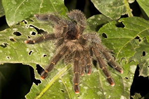 Yasuni National Park Wildlife Drucke: Tarantula on a leaf C016 / 6244