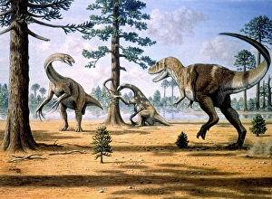 Large Carnivorous Dinosaurs Drucke: Tarbosaurus