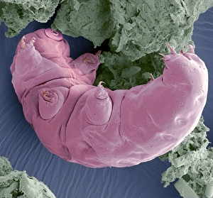 Coloured SEM Micrograph Drucke: Tardigrade, SEM