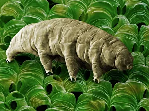 Wasserbär oder Tardigrade