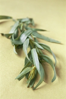 Aromatic Herbs Drucke: Tarragon