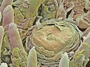 Tongue Anatomy Drucke: Taste bud, SEM