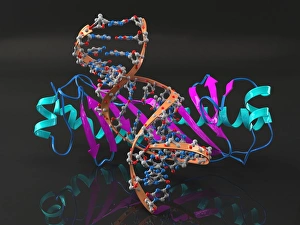 Deoxyribonucleic Acid Models Drucke: Tata binding protein with DNA