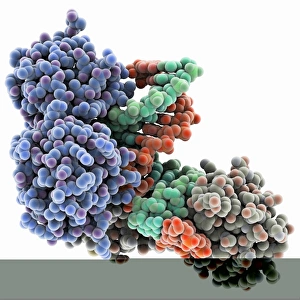 Deoxyribonucleic Acid Models Drucke: TATA box-binding protein complex C014 / 0867