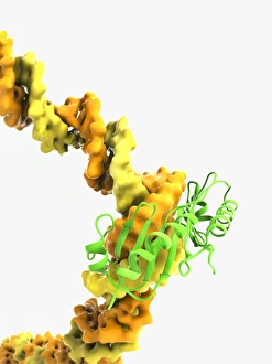 Molecular Biology Models Drucke: TATA box-binding protein complex C017 / 7082