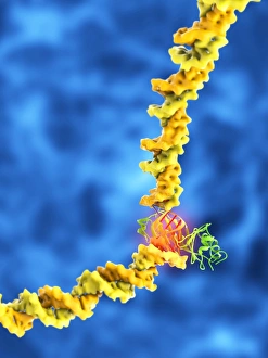 Deoxyribonucleic Acid Structure Drucke: TATA box-binding protein complex C017 / 7085