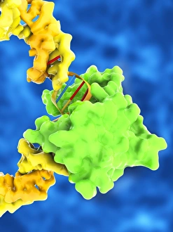 Molecular Biology Models Drucke: TATA box-binding protein complex C017 / 7087