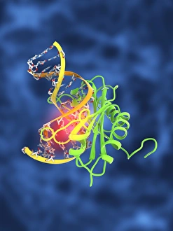 Deoxyribonucleic Acid Structure Drucke: TATA box-binding protein complex C017 / 7088