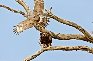 Kalahari Gemsbok National Park Drucke: Tawny eagle and chanting goshawk