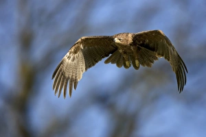 Large Bird Of Prey Drucke: Tawny eagle in flight