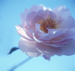 Fragrant Garden Flowers Drucke: Tea rose