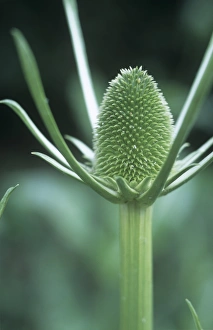 Dipsacus Fullonum Drucke: Teasel (Dipsacus fullonum)