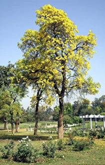 Bilder Datiert 11. März 2011: Tecoma argentinum