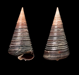 Marine Gastropod Drucke: Telescope shells C016 / 6023