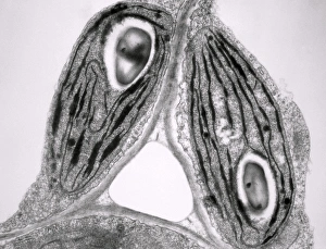 Transmission Electron Microscopy Images Drucke: TEM of chloroplasts