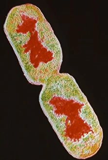 Escherichia Coli Micrograph Drucke: TEM E. Coli