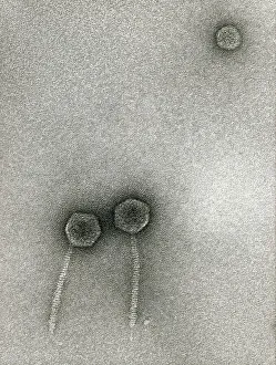 Virology Research Drucke: TEM of Lambda bacteriophages