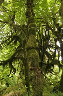 Temperate Rainforest Drucke: Temperate rainforest