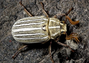 Insect Fauna Drucke: Ten-lined June beetle