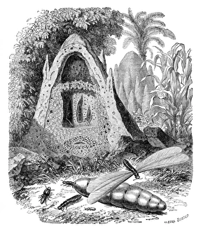 Tropical Insects Drucke: Termite mound and castes