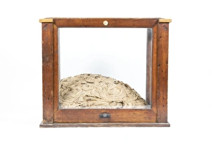 Insect Habitat Drucke: Termite nest