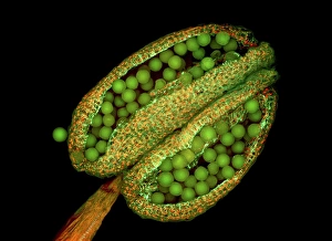 Drucke von Thalencressen und Pollenin. Fluoreszenzmikroskopie eines Thalencresses (Arabidopsis thaliana) Blütenbildes mit den Pollengränchen (Rundform) Bilder Datiert 2010 September: Thalernabel und Pollenmuster im Mikroskop