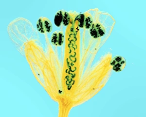 Drucke von Thalencressenblüten. Fluoreszenzmicrographie einer Blüte aus einem Thalencresspflanze (Arabidopsis thaliana) Pflanze zeigt die Fortpflanzungsstrukturen Bilder Datiert 2010 September: Wurzelblume des Thalesalats in Mikrografie