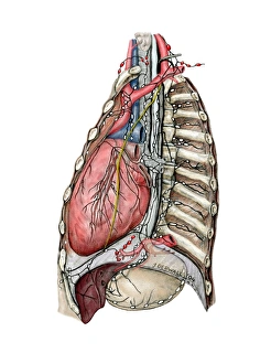 Immune System Artwork Drucke: Thoracic lymphatic system, artwork