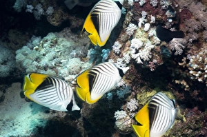 Butterflyfish Species Drucke: Threadfin butterflyfish