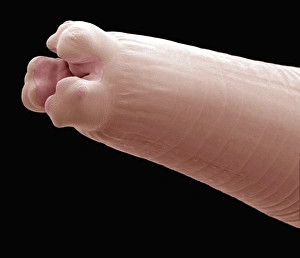 Drucke von Ringschartige Wurm, farbiger Rasterelektronenmikroskop (SEM)-Bild der Kopf eines Ringscharmlers (Enterobius sp.). Dies ist ein Nematodenwurm, ein Parasit des kleinen Darmes vieler Tiere Bilder Datiert 2010 August: Fadenwurm, SEM