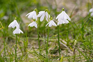 Southern Europe Wildflowers Drucke: Three-leaved Snowflake