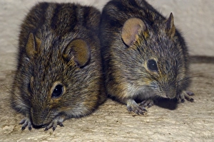 Rhabdomys Pumilio Drucke: Three-striped mice