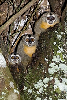 Nocturnal Primates Drucke: Three-striped owl monkeys