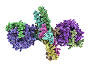 Blood Coagulation Process Drucke: Thrombin complexed with fibrinogen C015 / 7148