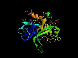 Blood Clotting Process Drucke: Thrombin protein, secondary structure