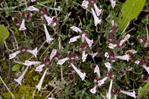 Herb Garden Photos Drucke: Thyme (Thymus integer)