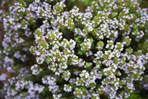 Thyme Plant Drucke: Thyme (Thymus sp. )