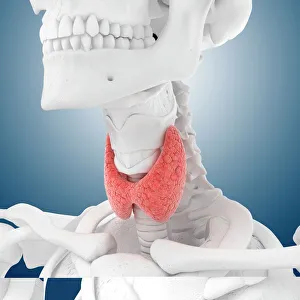 Bilder Datiert 13. Juni 2012: Schilddrüsenanatomie, Kunstwerk C013 / 4675